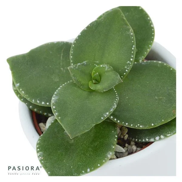 pasiora-crassula-lactea-sukkulente-6-cm-topf image 1