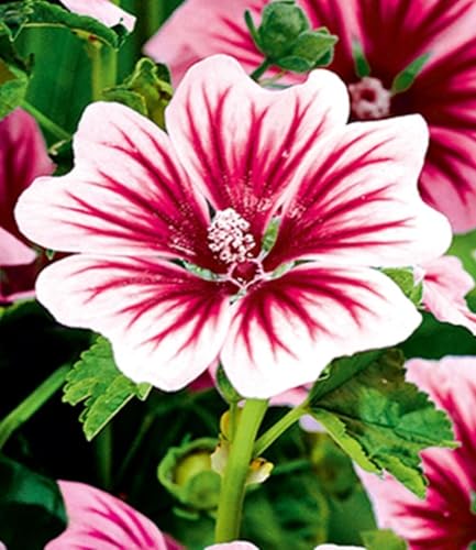 baldur-garten-3x-stauden-malve-zebrina-9x9-cm-topf image 7