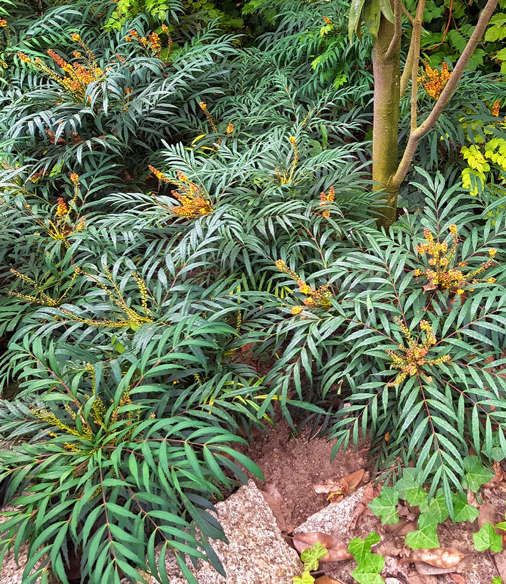 baldur-garten-mahonie-volcano-myoy-zierstrauch-im-2-liter-topf image 6