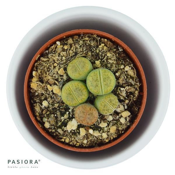 pasiora-lithops-ssp-lebende-steine-sukkulente-5-5-cm-topf image 7