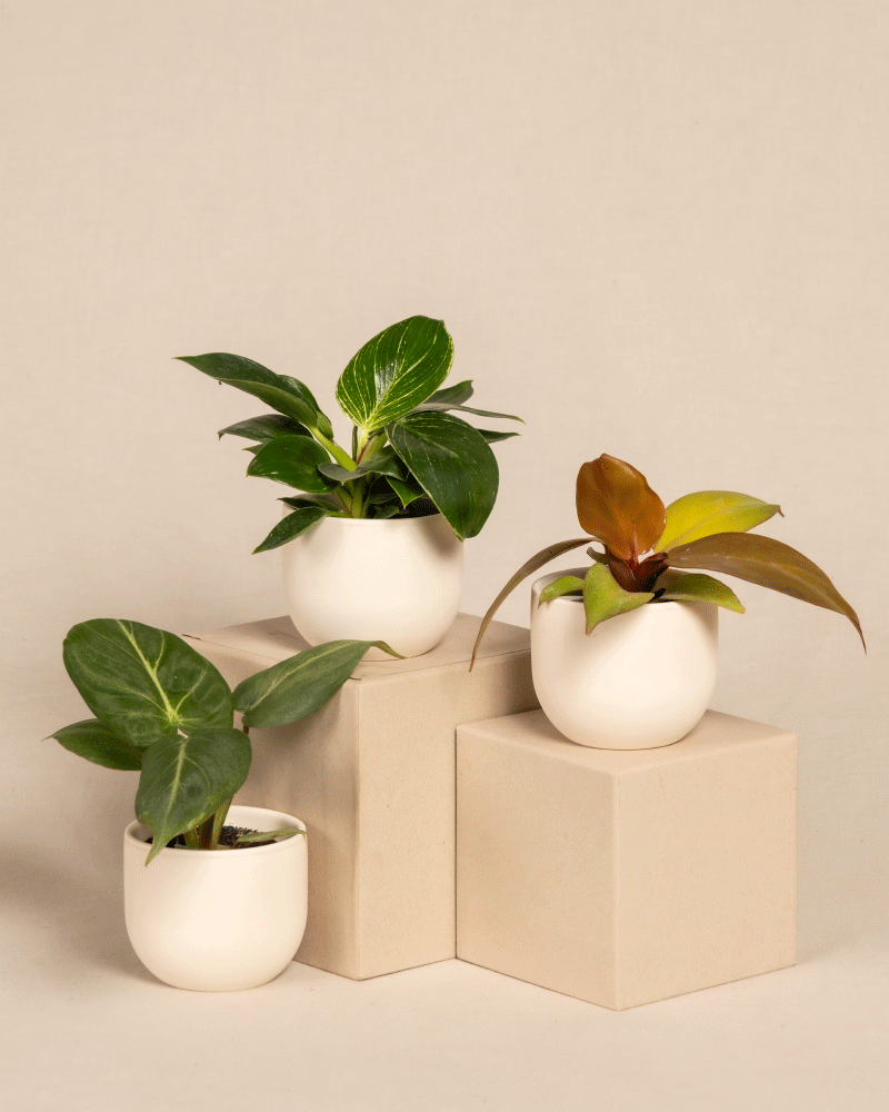 feey-babypflanzen-trio-philodendron-gloriosum-white-measure-red-sun image 5