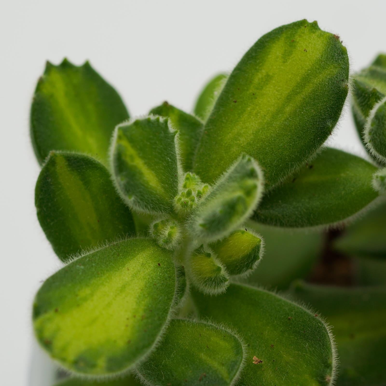 pasiora-cotyledon-tomentosa-lemon-stripe-sukkulente-8-5cm image 6