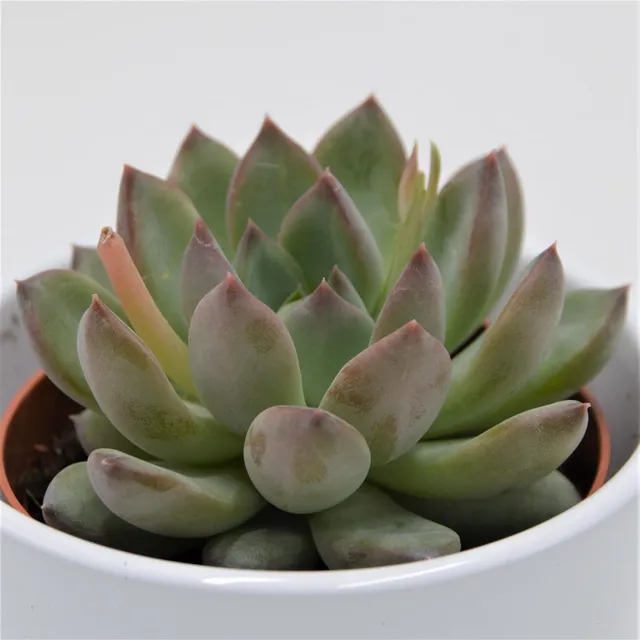 pasiora-echeveria-colorata-hybrid-sukkulente-8-5-cm-topf image 1