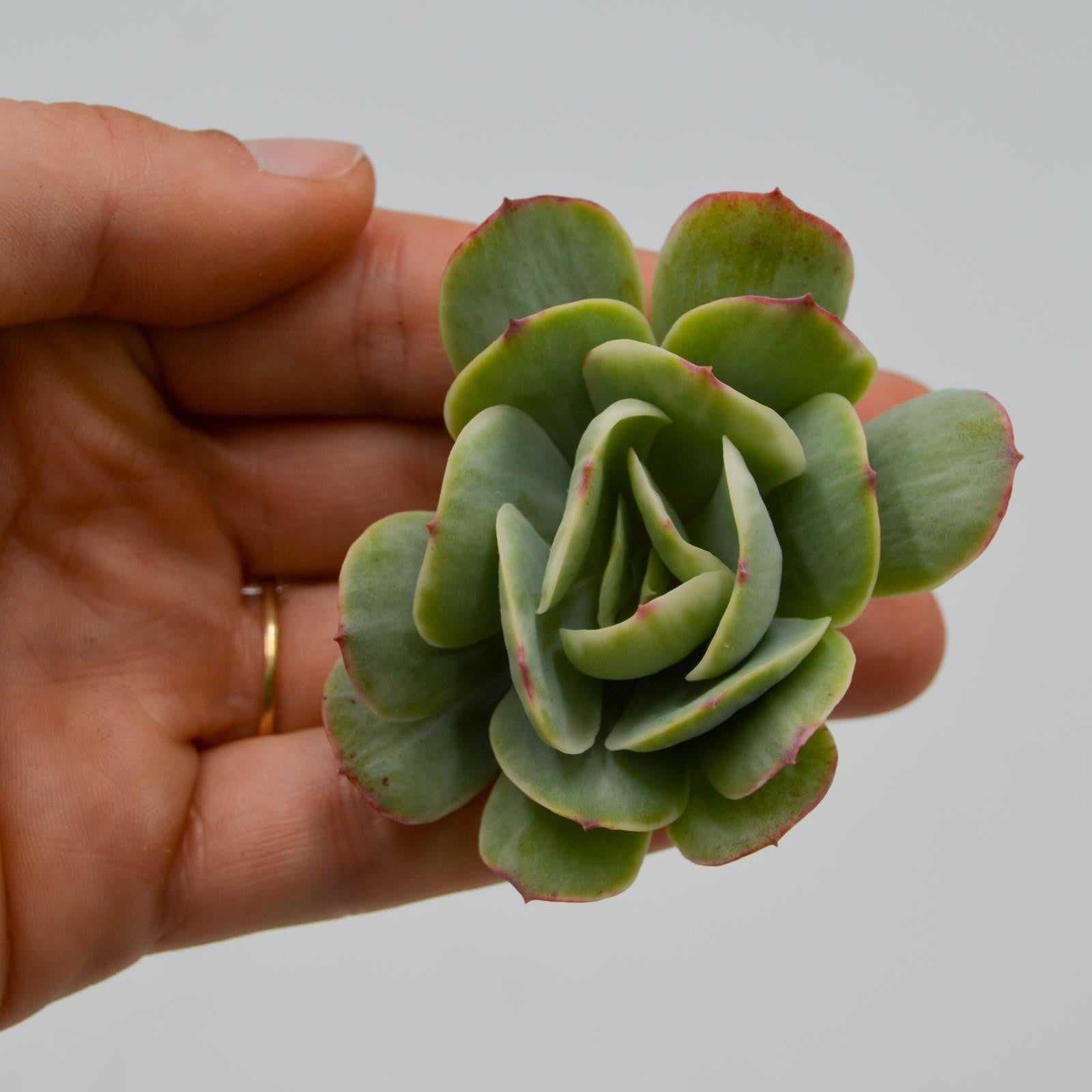 pasiora-echeveria-mocha-f-variegata-steckling-indoor-sukkulente image 1