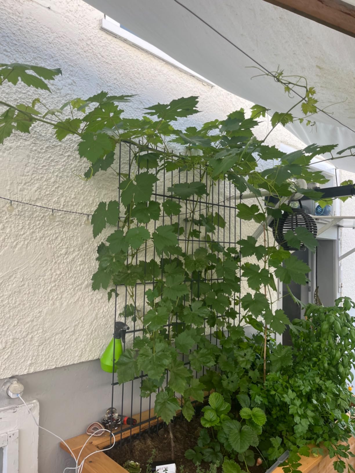 Freue mich auf kernlose Beeren