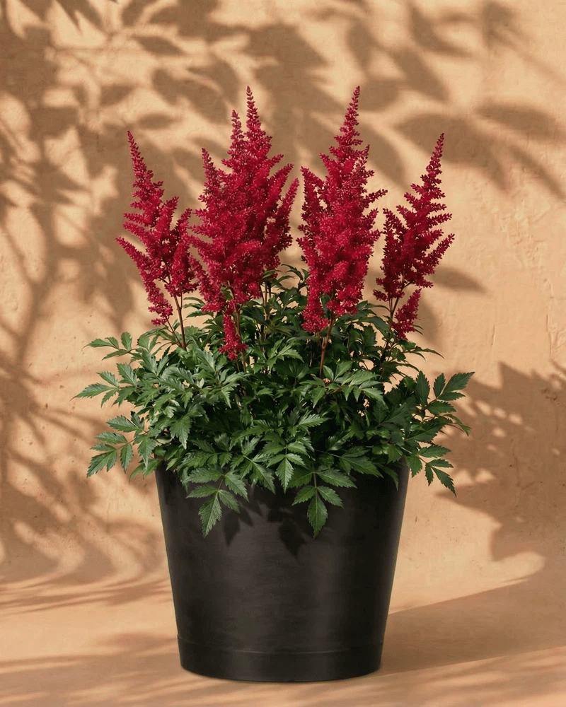 feey-astilbe-pink-spinell-rhizome-prachtspiere-bis-1-m image 6