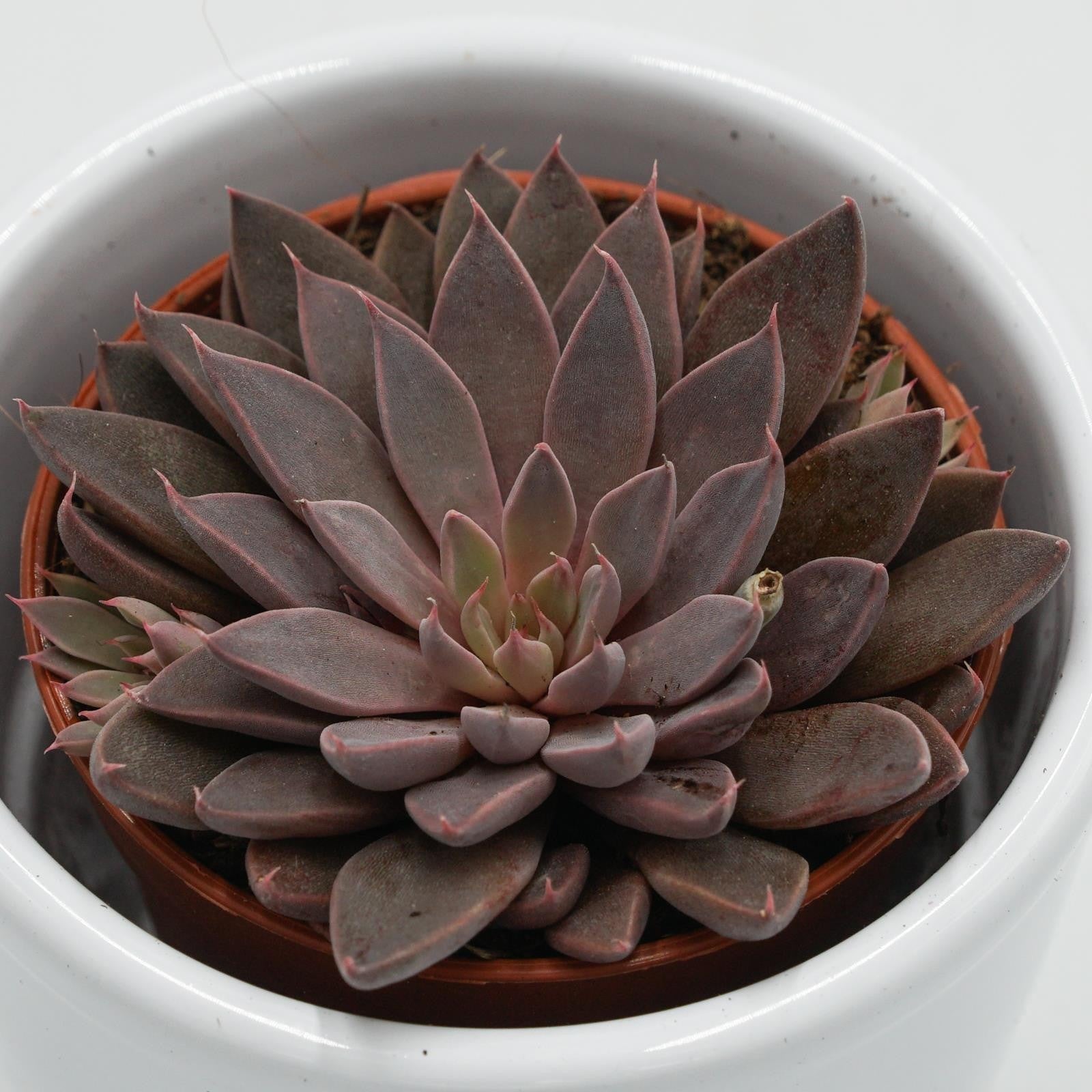 pasiora-graptopetalum-rusbyi-6cm-sukkulente image 5
