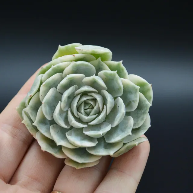 pasiora-echeveria-onslow-f-variegata-steckling-rarit-t image 1