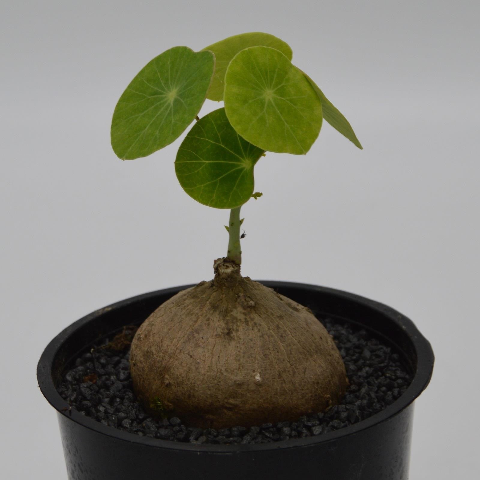 pasiora-stephania-erecta-caudexpflanze-12cm-rarit-t image 1