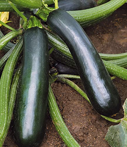 baldur-garten-topf-zucchini-easy-pick-green-f1-2-pflanzen-f-r-balkon image 7