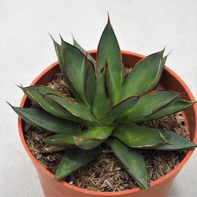 pasiora-agave-burnt-burgundy-sukkulente-13-cm-topf image 1