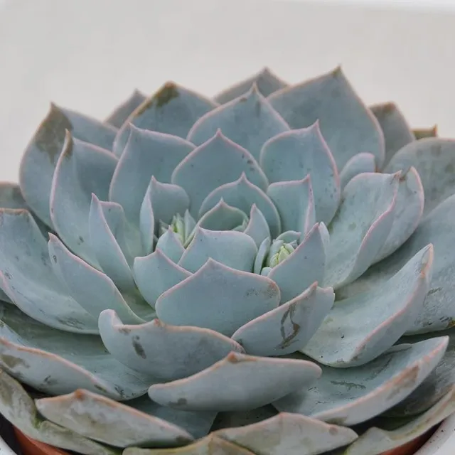 pasiora-echeveria-branco-sukkulente-im-12cm-topf image 1