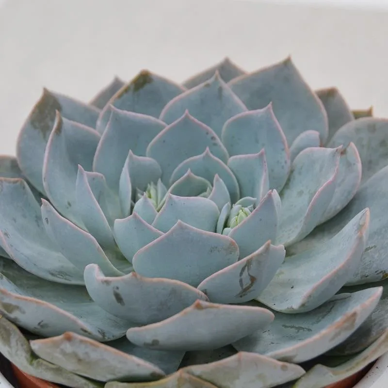 pasiora-echeveria-branco-sukkulente-im-12cm-topf image 1