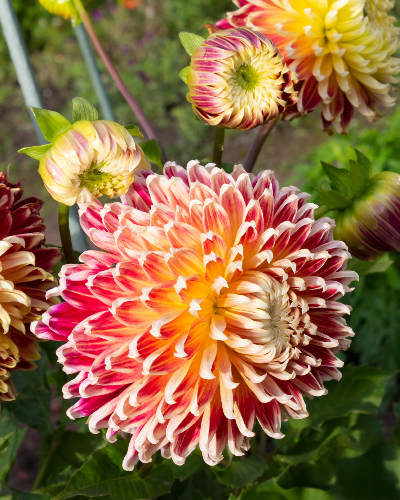 feey-dahlien-orange-rot-knollen-dahlia-akita image 2