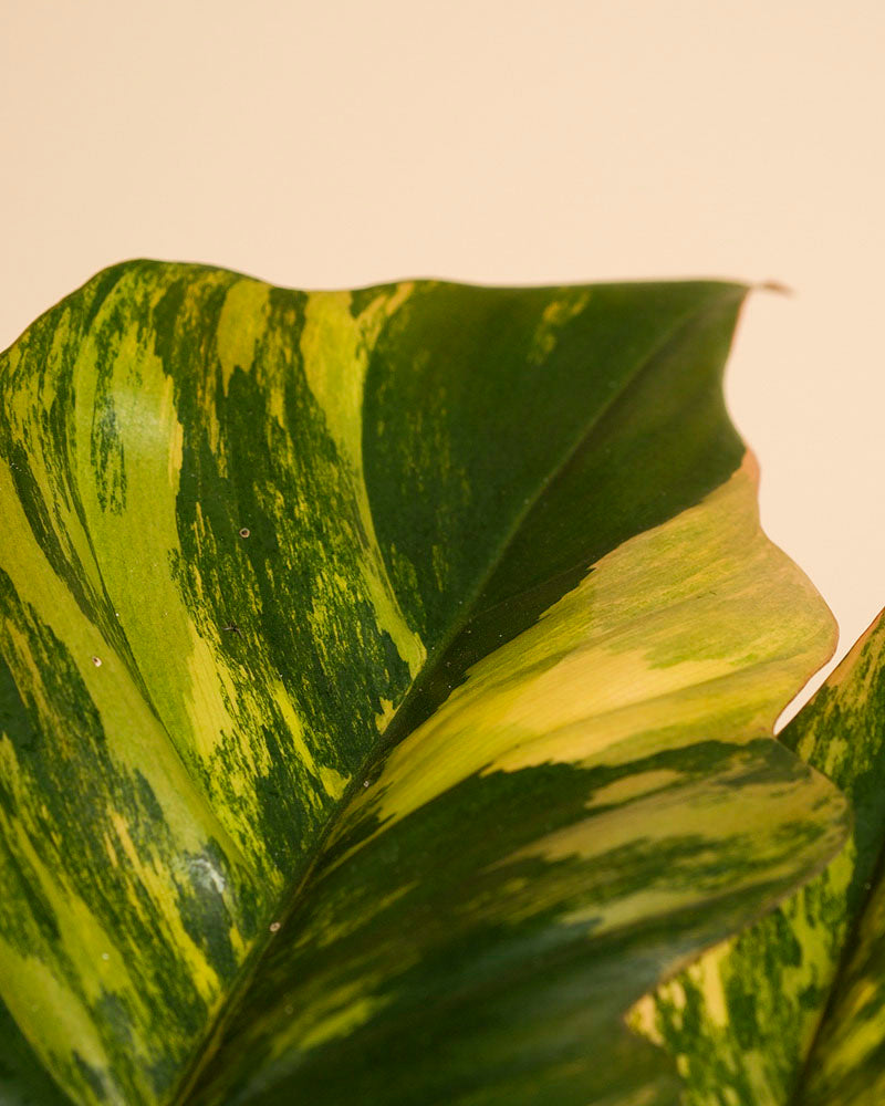feey-philodendron-caramel-marble-rarit-t-zimmerpflanze image 8