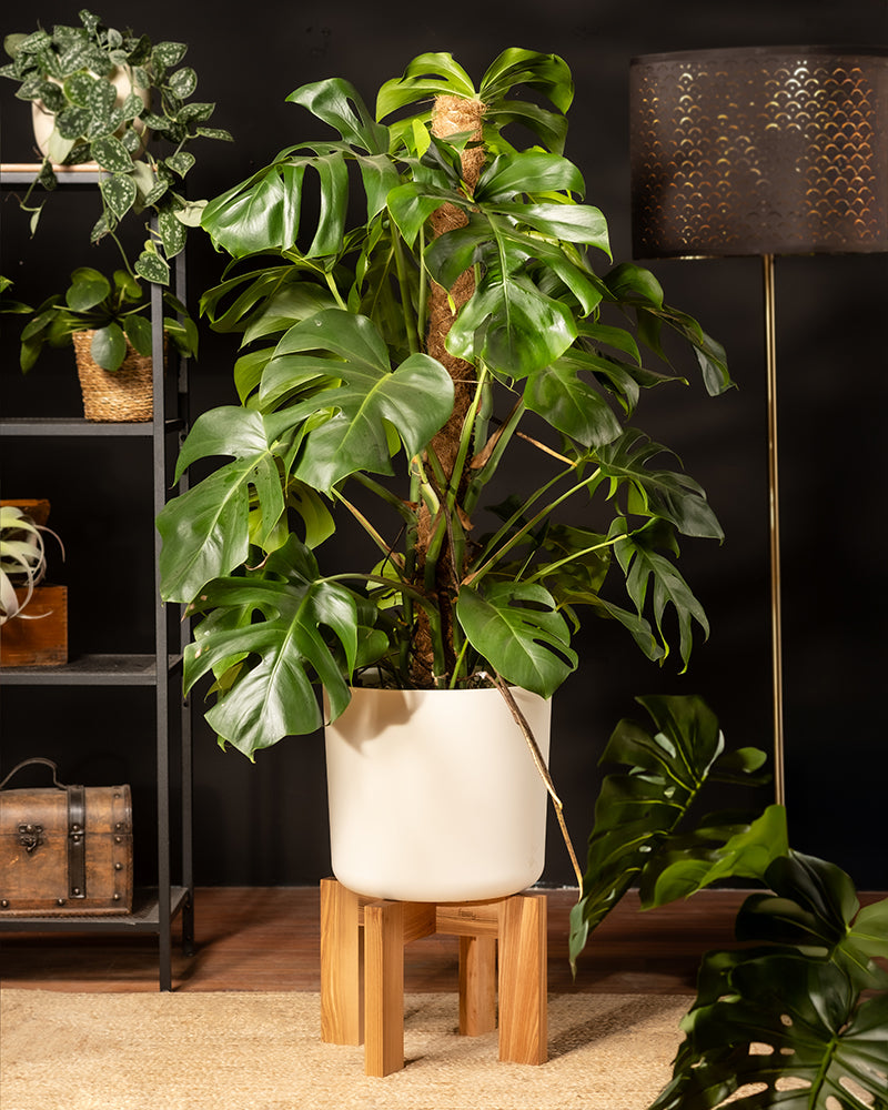 feey-monstera-xl-monstera-deliciosa-fensterblatt-zimmerpflanze-gro image 4