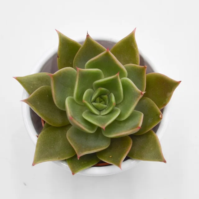 pasiora-echeveria-crystal-rose-sukkulente-5-5-cm image 1