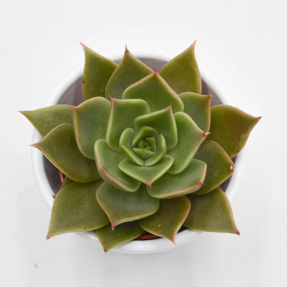 pasiora-echeveria-crystal-rose-sukkulente-5-5-cm image 1