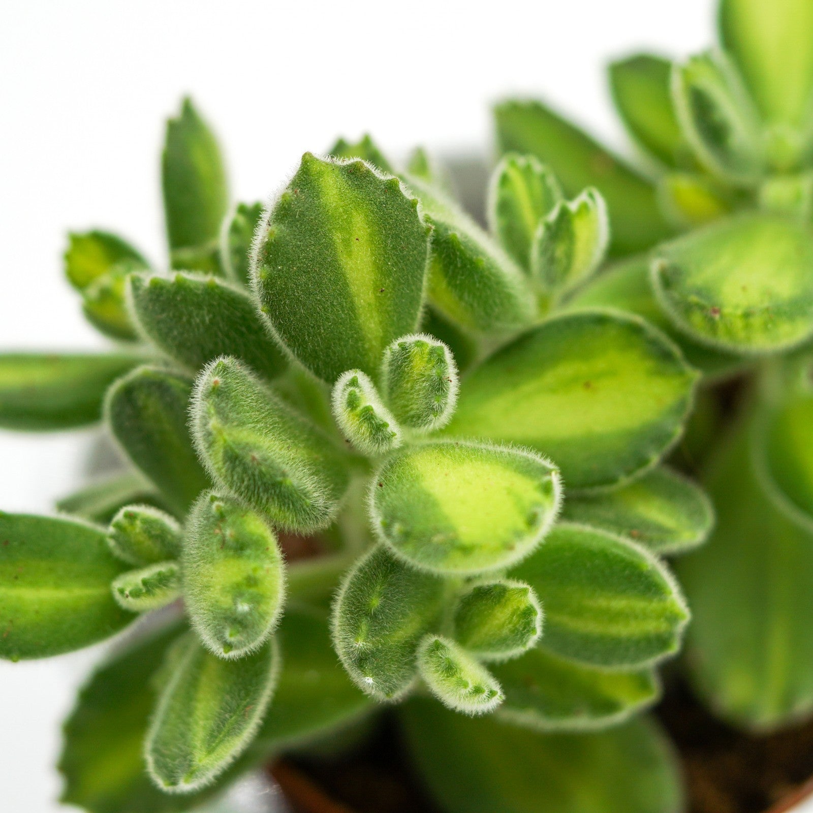 pasiora-cotyledon-tomentosa-lemon-stripe-sukkulente-6cm image 3