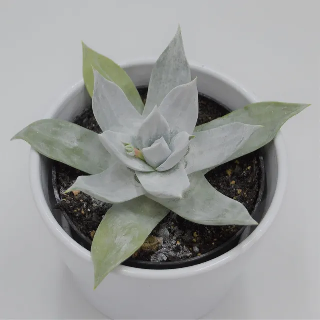 pasiora-dudleya-brittonii-sukkulente-9cm-topf image 1