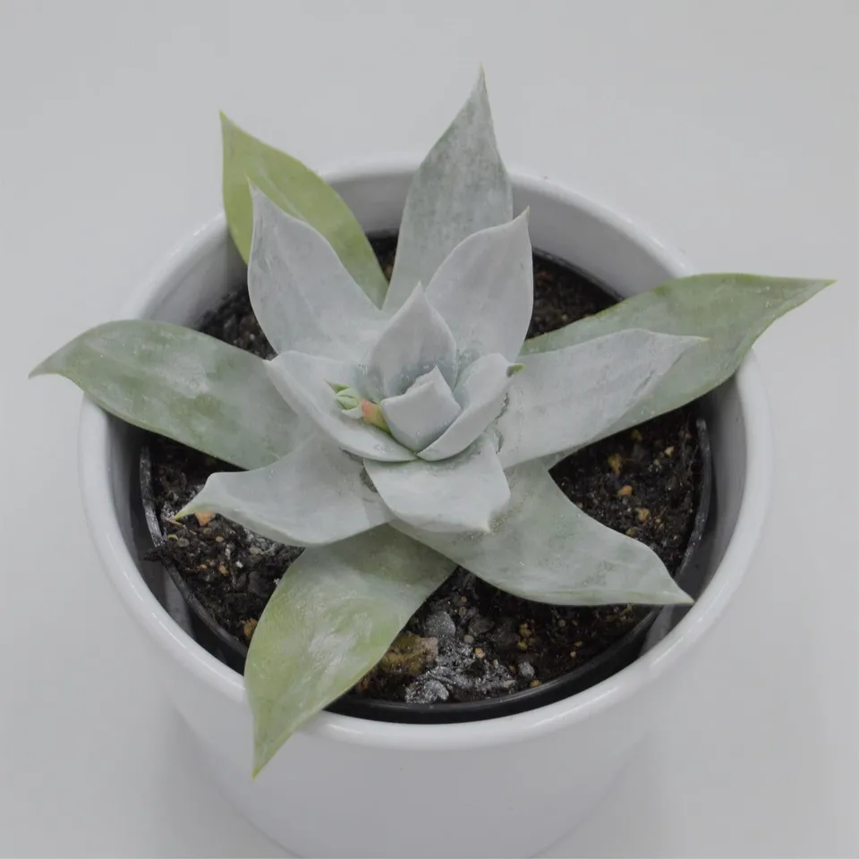 pasiora-dudleya-brittonii-sukkulente-9cm-topf image 1