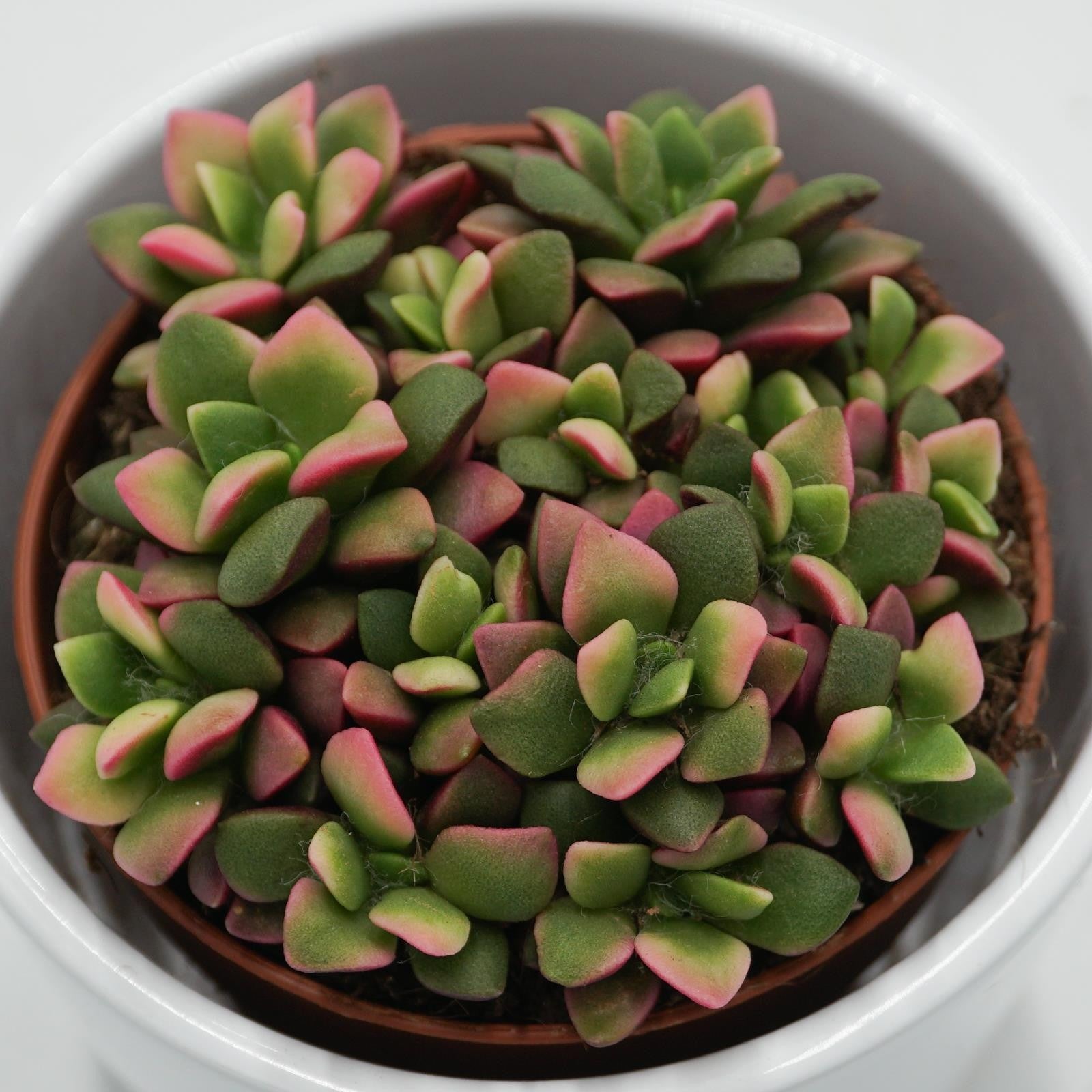 pasiora-anacampseros-rufescens-subsp-variegata-sukkulente-9cm image 4