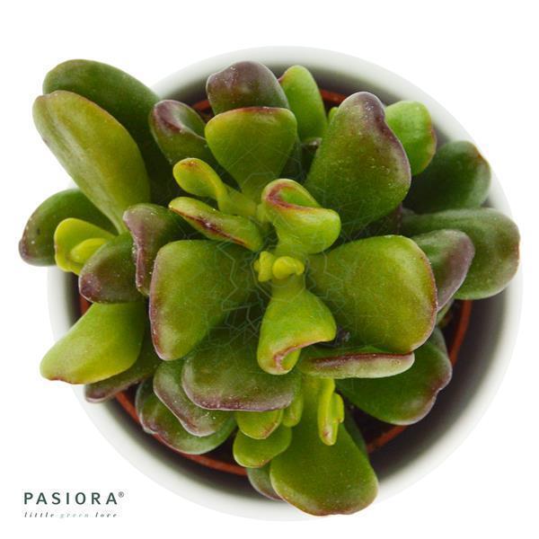 pasiora-crassula-ovata-gandalf-sukkulente-geldbaum-6cm-topf image 3
