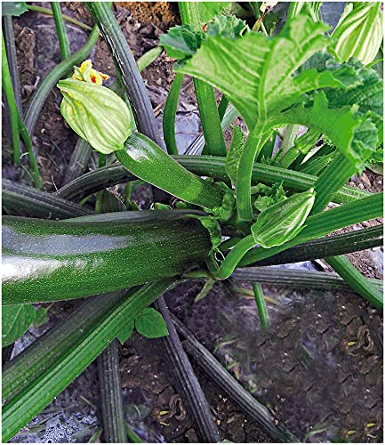 baldur-garten-veredelte-zucchini-kimber-f1-2-pflanzen image 4