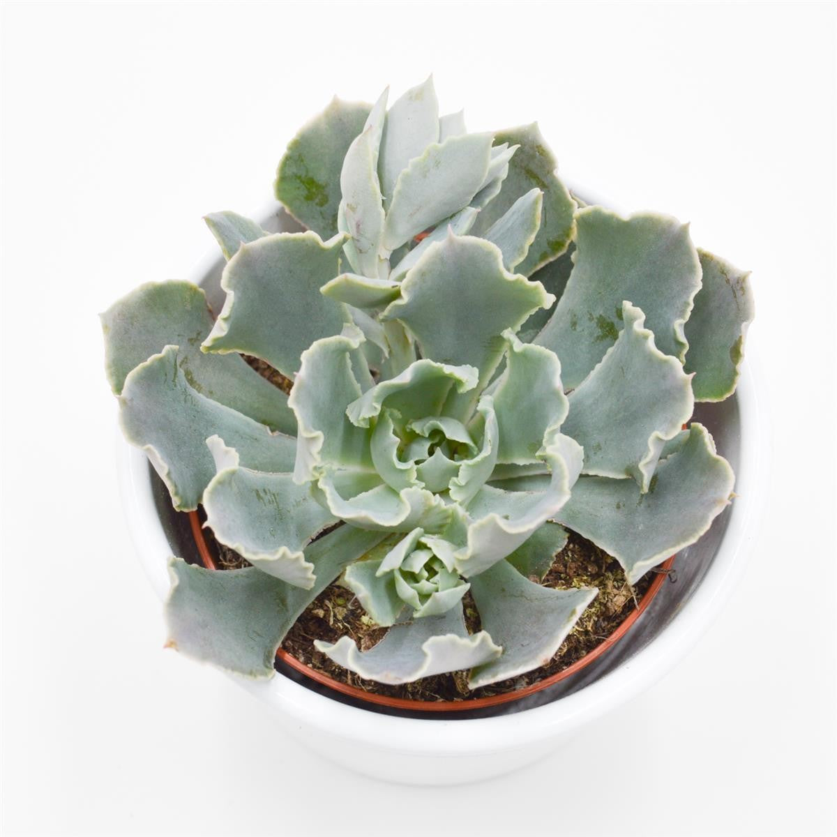 pasiora-echeveria-shaviana-rosetten-sukkulente-9cm image 1