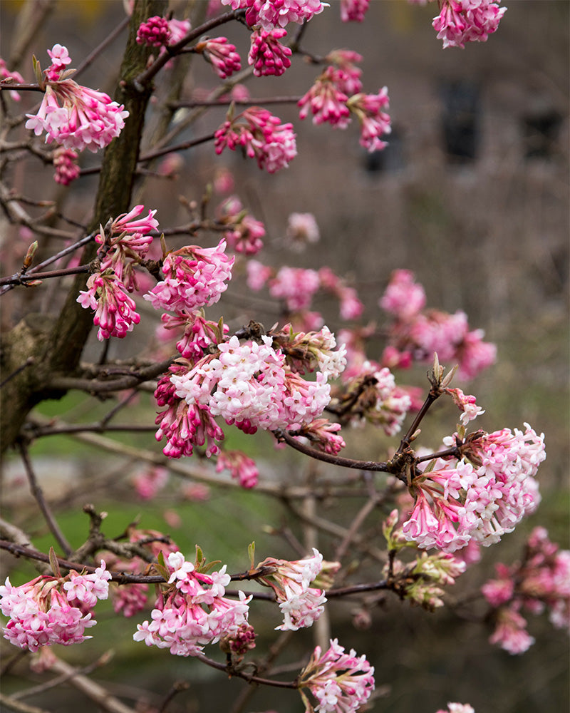 feey-rosa-winterschneeball-viburnum-charles-lamont-2-3-m image 2