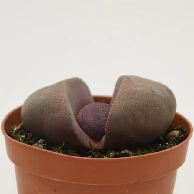 pasiora-pleiospilos-nelii-v-rubra-lebender-stein-8-5cm image 1