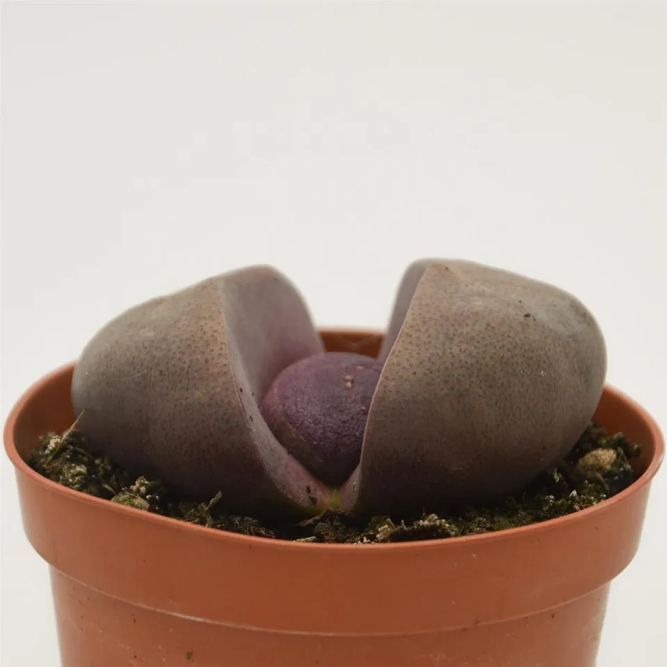 pasiora-pleiospilos-nelii-v-rubra-lebender-stein-8-5cm image 1