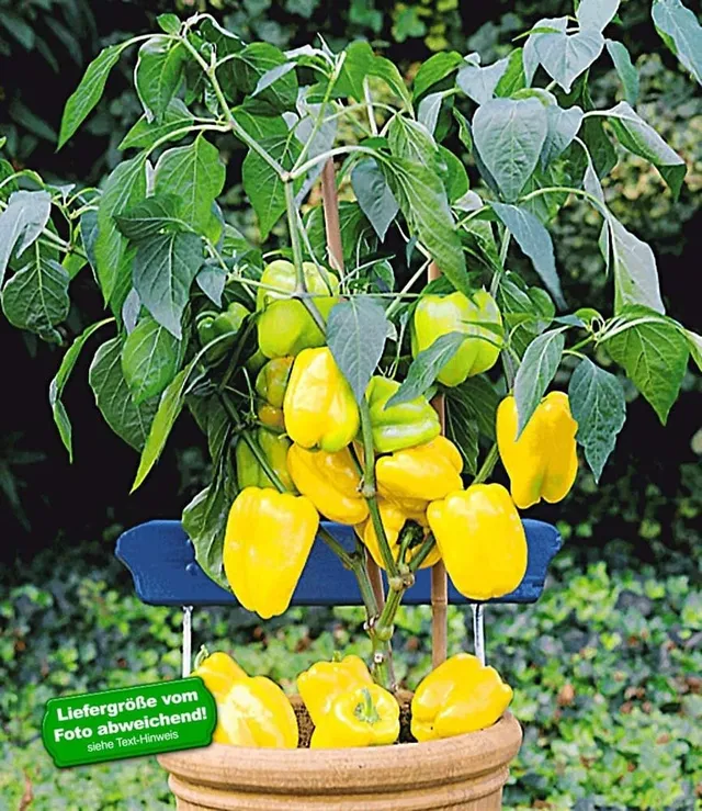 baldur-garten-veredelter-gelber-snack-paprika-1-pflanze-im-10-5-cm-topf image 1