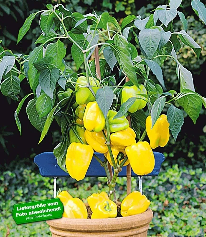 baldur-garten-veredelter-gelber-snack-paprika-1-pflanze-im-10-5-cm-topf image 1
