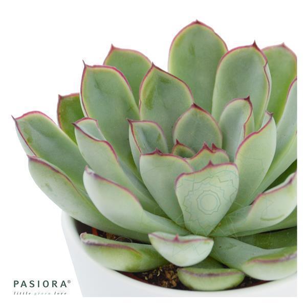 pasiora-echeveria-pulidonis-sukkulente-6-cm-topf image 2