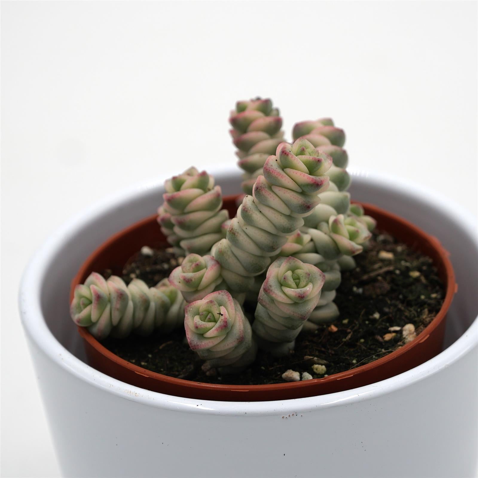 pasiora-crassula-fantasy-sukkulente-8-5cm-topf image 2