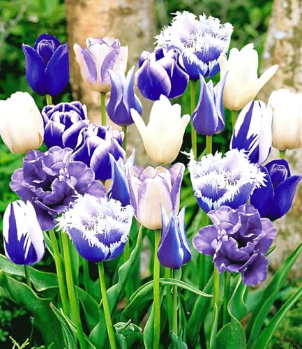 baldur-garten-tulpen-mix-perfect-partners-blue-blend-30-zwiebeln image 2