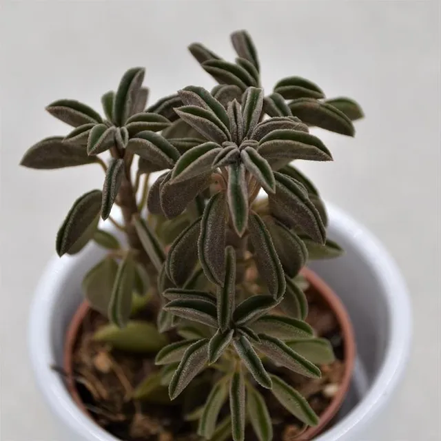 pasiora-peperomia-asperula-sukkulente-5-5cm image 1