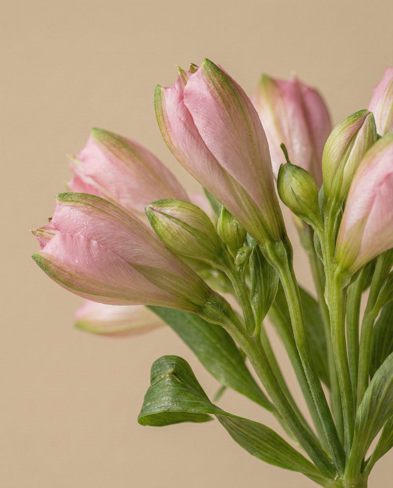 feey-alstroemeria-rosa-schnittblumen image 6