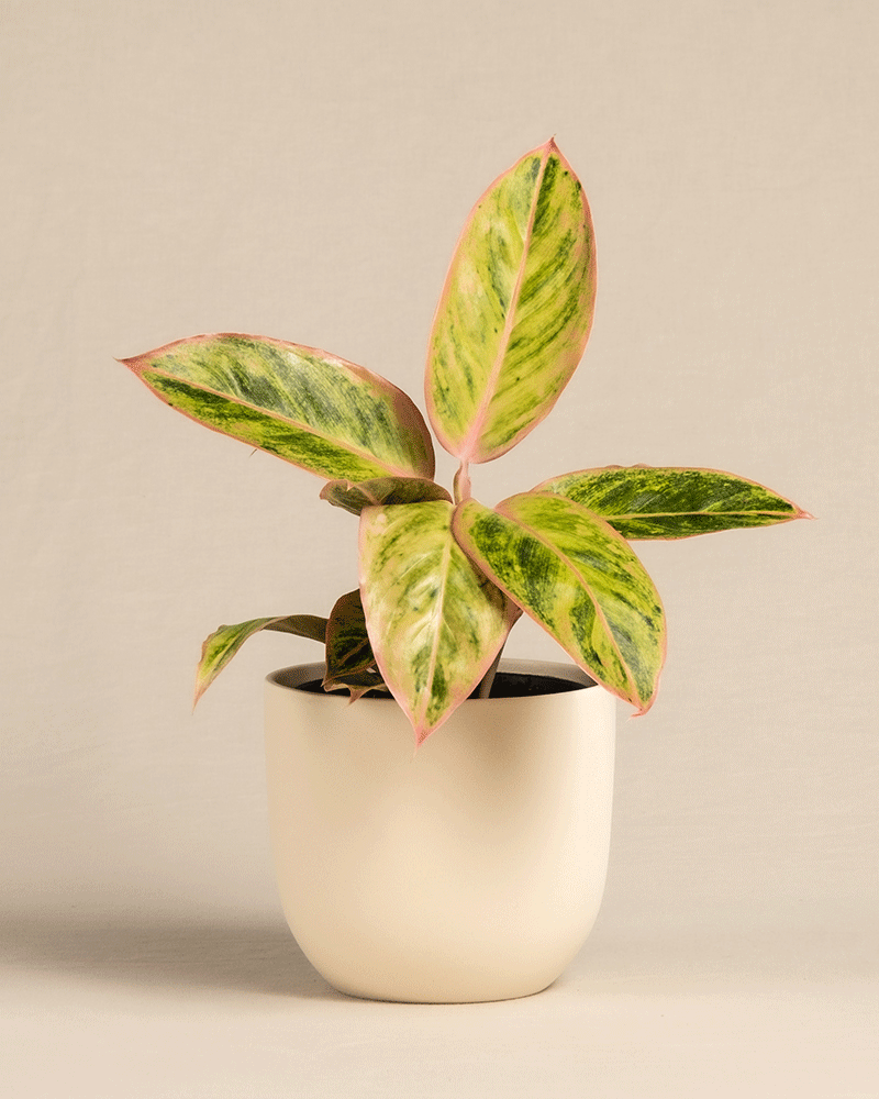 feey-aglaonema-salmon-fantasy-zimmerpflanze-kleine-pflanze-mit-farbigen-bl-ttern image 6