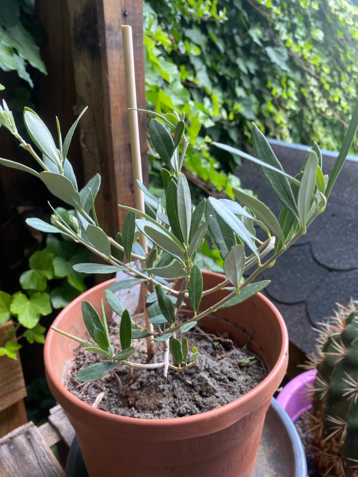 Schöner kleiner Olivenbaum