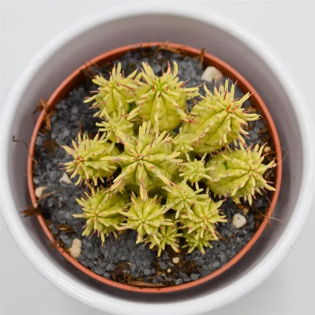 pasiora-euphorbia-aggregata-f-variegata-sukkulente-8-5cm-topf image 1