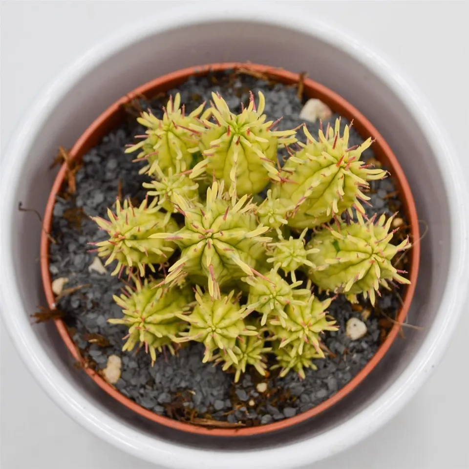 pasiora-euphorbia-aggregata-f-variegata-sukkulente-8-5cm-topf image 1