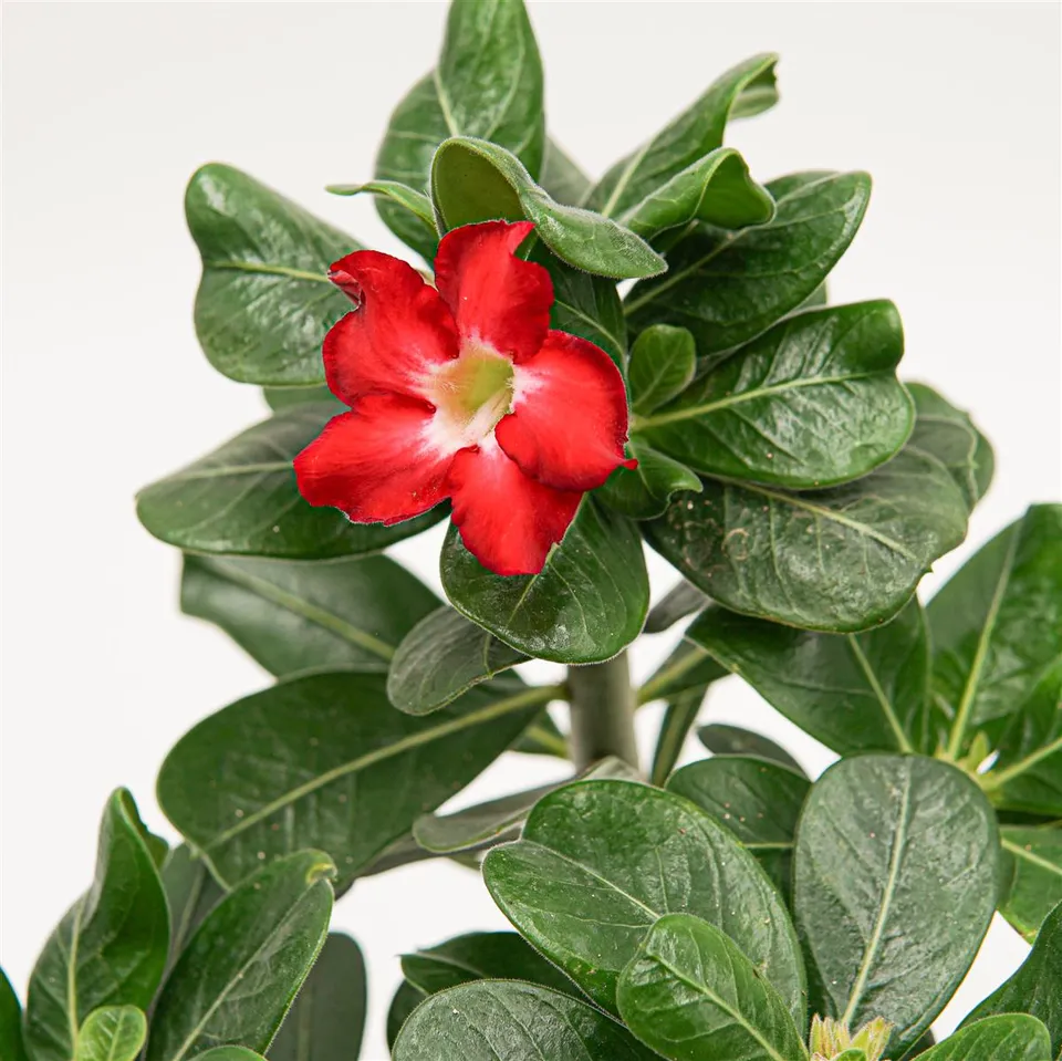 pasiora-adenium-obesum-red-lady-14cm-topf image 1