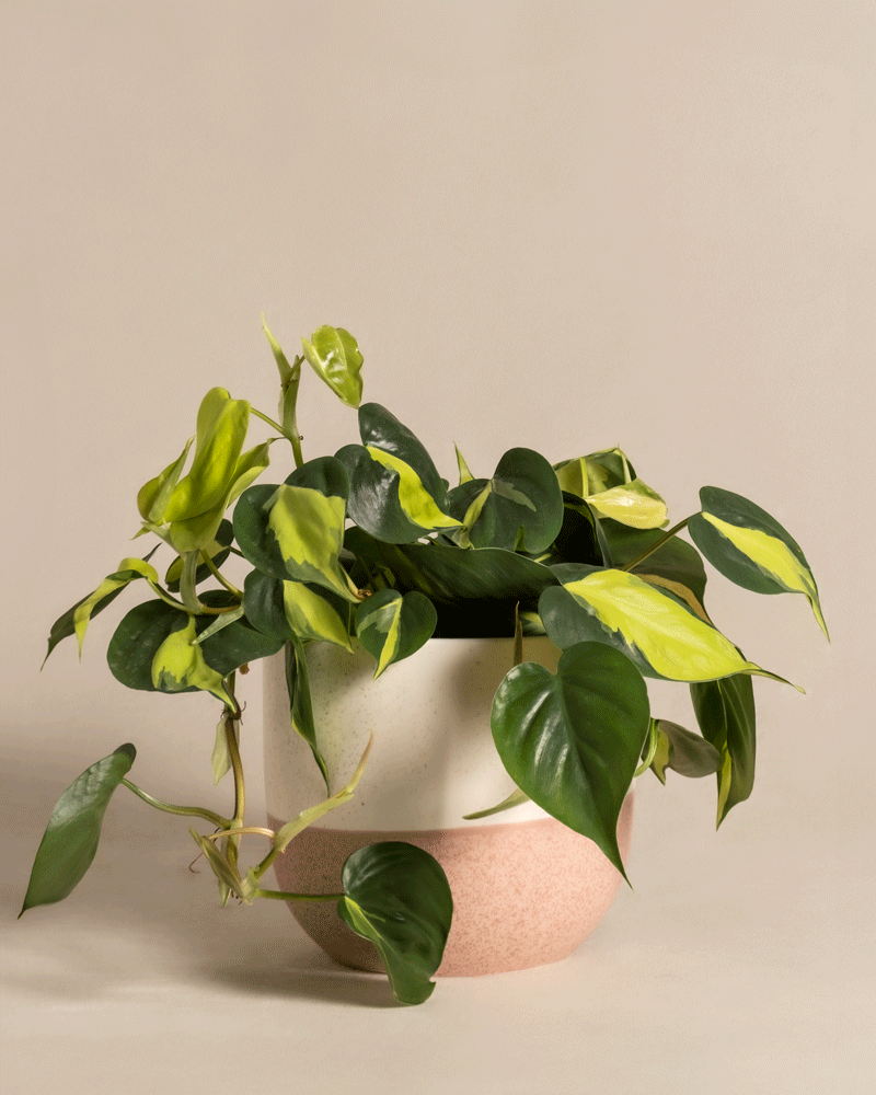 feey-philodendron-scandens-brasil-h-ngepflanze-baumfreund image 5