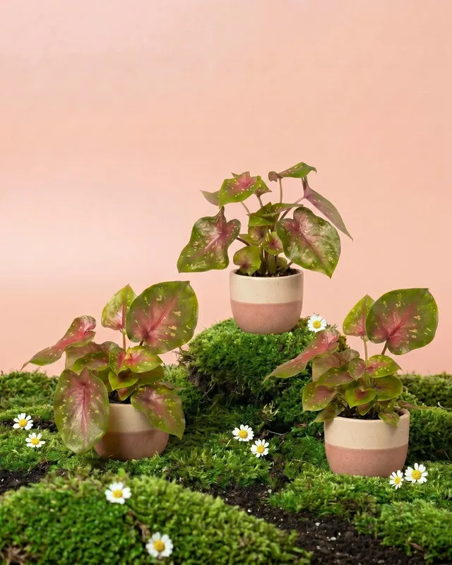 feey-baby-caladium-casey-3er-set-zimmerpflanze image 1