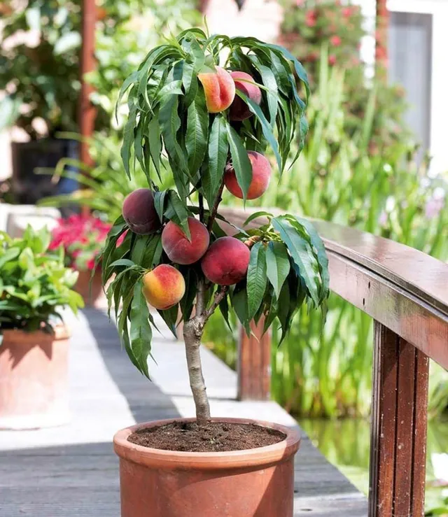 baldur-garten-zwerg-pfirsich-bonanza-obstbaum-im-3-liter-topf image 1