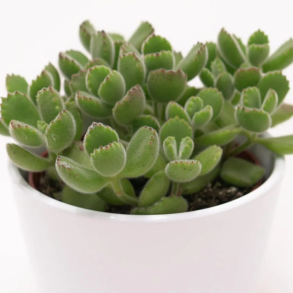 pasiora-cotyledon-tomentosa-b-rentatze-sukkulente-im-8-5cm-topf image 1