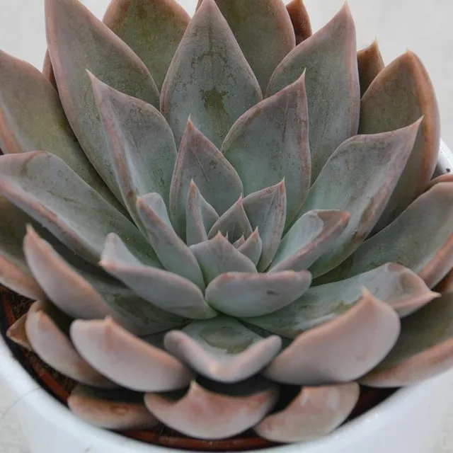 pasiora-echeveria-silver-queen-sukkulente-10-5cm image 1