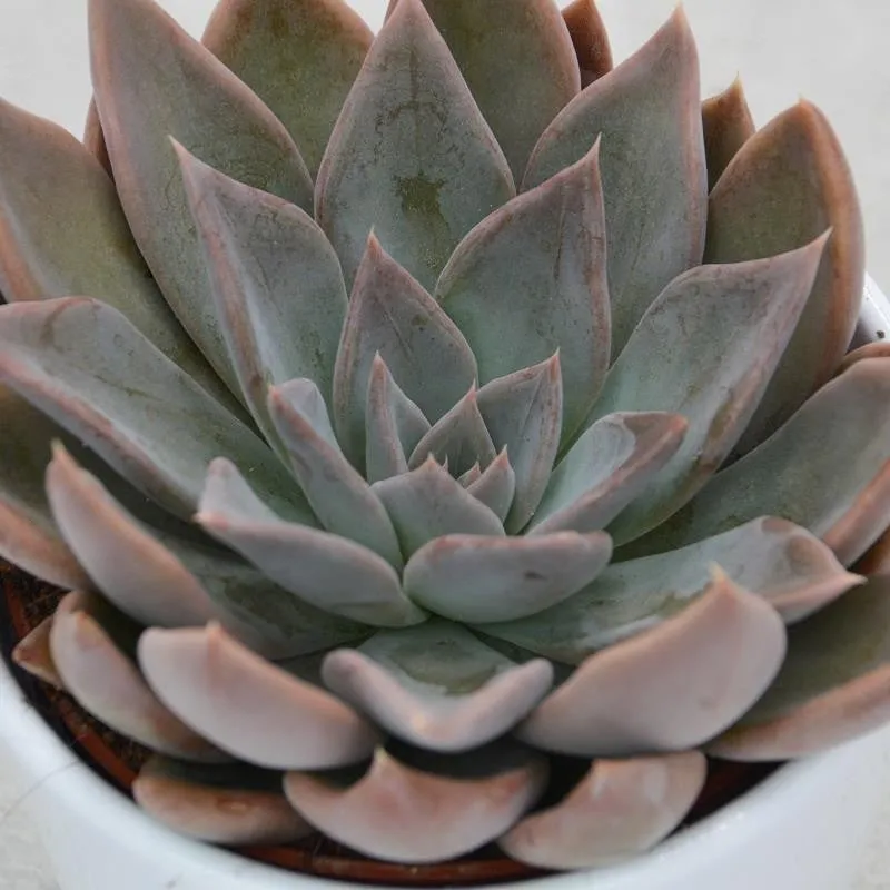 pasiora-echeveria-silver-queen-sukkulente-10-5cm image 1